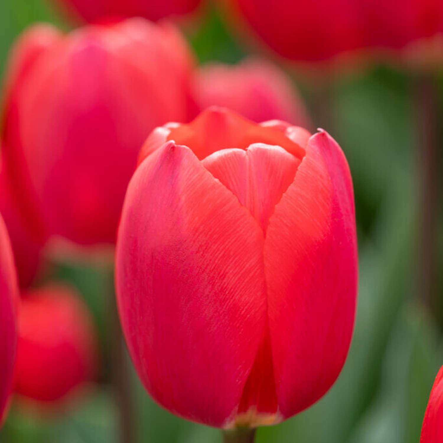 Tulipan 'Cherry Delight'